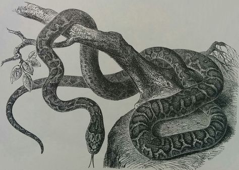 Snake Ink Drawing, Snake Embroidery, Skeleton King, Abstract Pencil Drawings, Beautiful Castles, Drawing Inspo, Natural Forms, Animal Illustration, Snakes