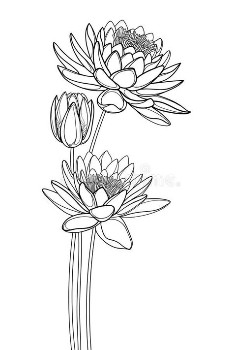 Vector bouquet of outline ornate Lotos or water lily flower and bud in black isolated on white background. Floral composition with contour Lotus bunch for vector illustration Waterlilly Tattoo Black And White, Water Lily Bouquet Tattoo, Lotos Flowers Drawing, Water Lilly Flower Tattoo, July Water Lily Tattoo, Lotos Flowers Tattoo, Water Lily Outline, Water Lily Flower Drawing, Water Lily Flower Tattoo