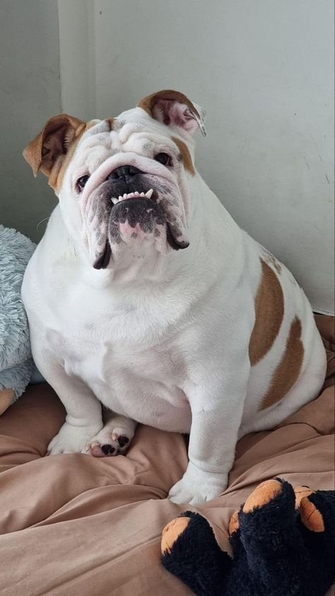 American Bully Dog, Cute Bulldog Puppies, Dog Bulldog, Bulldog Pics, Bulldog Funny, Cute Bulldogs, English Bulldog Puppies, Bully Dog, Very Cute Dogs