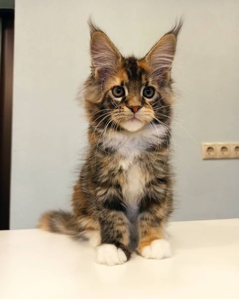 🐾 Looking for the perfect feline companion? Meet our adorable purebred Maine coon kitten! 🐾 🌟 With its luxurious coat, playful nature, and gentle temperament, this lovely Maine coon kitten will steal your heart in an instant. 🌟 🏠 Don't miss out on this opportunity to bring home your new best friend. Click now to learn more about this precious little bundle of joy! 🏠 New Best Friend, Bundle Of Joy, Maine Coon, Cats And Kittens, Feline, Best Friend, Maine, Kittens, Best Friends