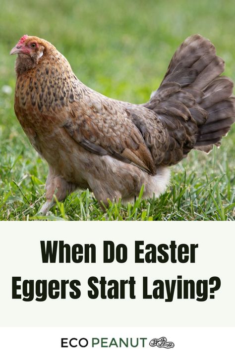 Chicken Easter Egger Eggs, Easter Egger Chickens, Easter Eggers Chickens, Ameraucana Chicken Eggs, Easter Eggers Eggs, Ameraucana Chicken, Easter Egger Chicken, Naturally Dyed Easter Eggs, Easter Eggers