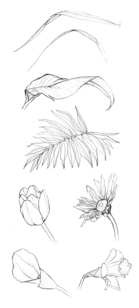 cyclicillusions: some contour drawings from my drawing botanicals class sketchbook: Contour Drawings, Flower Drawing Tutorials, Flower Art Drawing, Contour Drawing, Flower Sketches, Floral Drawing, Nature Drawing, Plant Drawing, Scientific Illustration