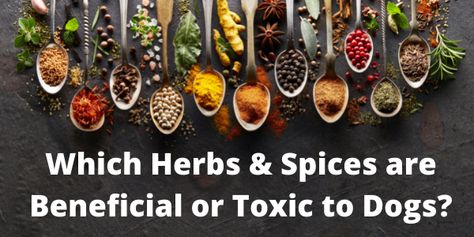 Herbs For Dogs, Herbal Health, Daily Nutrition, Herbs Spices, Pampered Pets, Treat Ideas, Upset Stomach, Spices And Herbs, Herbs And Spices