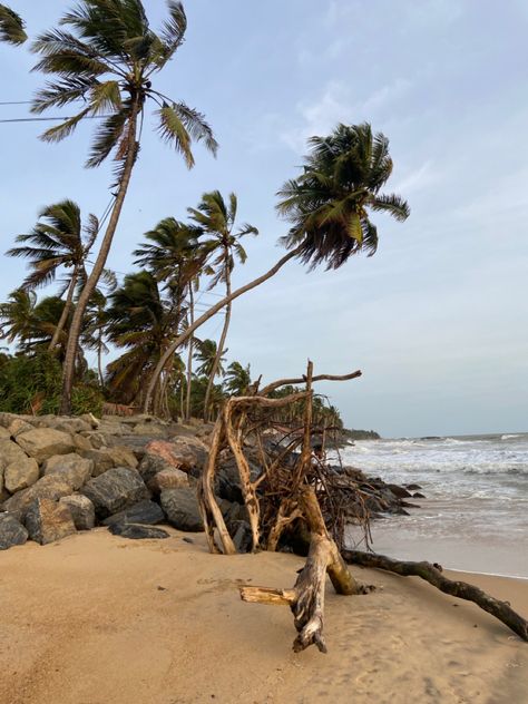 Beach Coconut Tree, Beach Coconut, Coconut Trees, Coconut Tree, Coconut, Trees, Water, Quick Saves