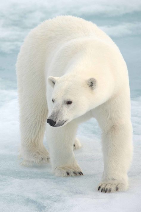 Polar Bear Images, Save The Polar Bears, Urs Polar, Quilt Pictures, Kodiak Bear, Animals Planet, White Polar Bear, Bear Pictures, Arctic Animals