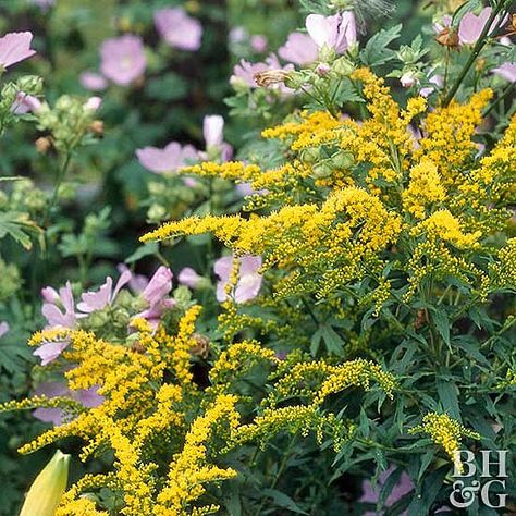 Best Plants for Attracting Birds for the Pacific Northwest Gemini Herbs, Solidago Speciosa, Biodiverse Lawn, Riverfront Landscape, Pnw Landscaping, Cold Weather Plants, Jemima Puddle Duck, Pacific Northwest Garden, Northwest Garden