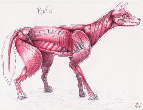 Fox Anatomy, Muscle Structure, Ap Drawing, Muscle Anatomy, Animal Study, Anatomy Drawing, Red Fox, Reference Images, Colored Pencil