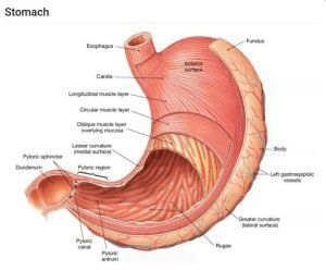 Stomach parts, curvatures, orifices, peritoneal connections & Venous drainage of Stomach Spleen Anatomy, Stomach Diagram, Human Anatomy Diagram, Stomach Digestive System, Stomach Anatomy, Nervous System Diagram, Anatomy Pictures, Digestive System Anatomy, Smooth Muscle