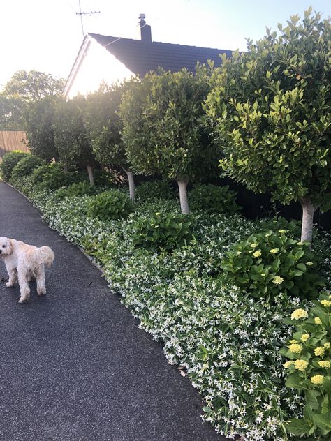 Ficus Tuffi on standards, Bridal Bouquet Hydrangeas, Star Jasmine underplanting as ground cover Star Jasmine Ground Cover, Jasmine Ground Cover, Spring Magic, Jasmine Plant, Courtyard Gardens Design, Pool Landscape Design, Star Jasmine, Front Yard Garden Design, Front Landscaping