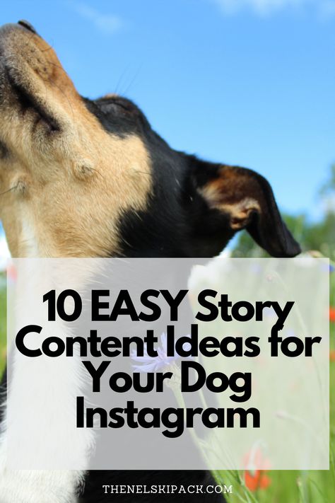 Instagram Content Ideas For Dogs, Dog Instagram Content Ideas, Dog Instagram Post Ideas, Pet Social Media Post, Dog Social Media, Dog Reels Ideas, Pet Instagram Story, Dog Stories Instagram Ideas, Dog Content Ideas