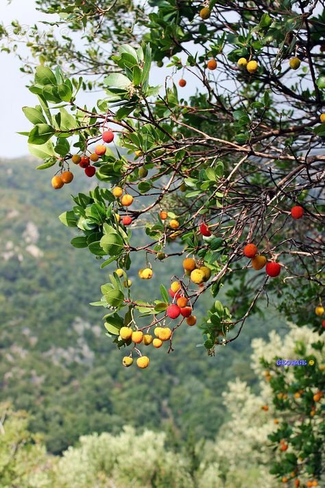 Fruit Tree Forest, Hermes Altar, Greek Deities, Arbutus Unedo, Western France, Strawberry Tree, Mediterranean Plants, Greek Myth, Garden Compost