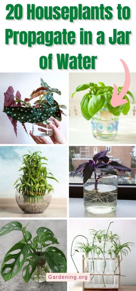 Easy Houseplants To Propagate, Indoor Plants Propagation, Propagating House Plants In Water, Plants In Jars Of Water, Propagating In Water, Plants You Can Propagate In Water, What Plants Can You Propagate In Water, Propagating Succulents In Water, House Plants That Grow In Water