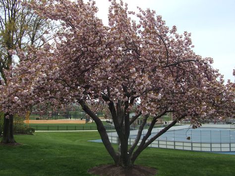 Spring! Jane Magnolia Tree, Jane Magnolia, Tulip Magnolia, Magnolia Stellata, Tulip Tree, Low Maintenance Shrubs, Privacy Trees, Magnolia Tree, Tree Nursery