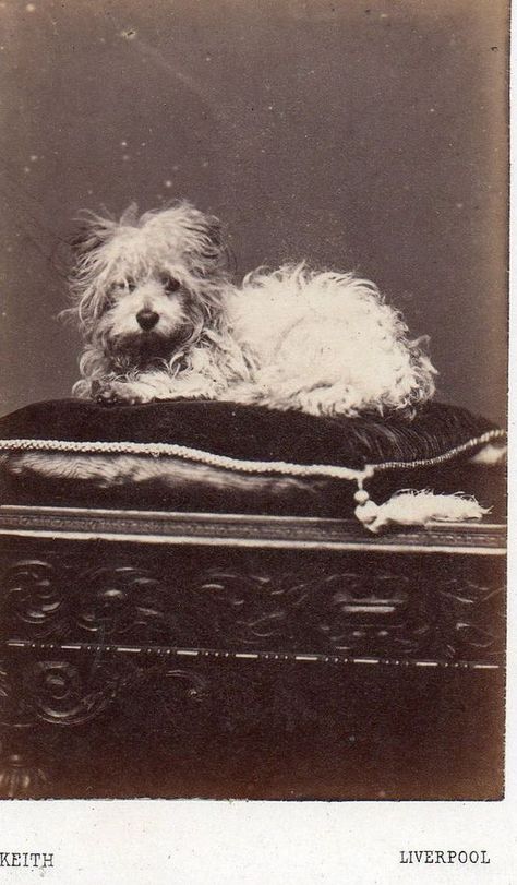 Portrait Vintage, Retro Dog, Pet Photos, Dog Photograph, Lovely Creatures, Old Dogs, Vintage Dog, Animal Companions, Vintage Cat