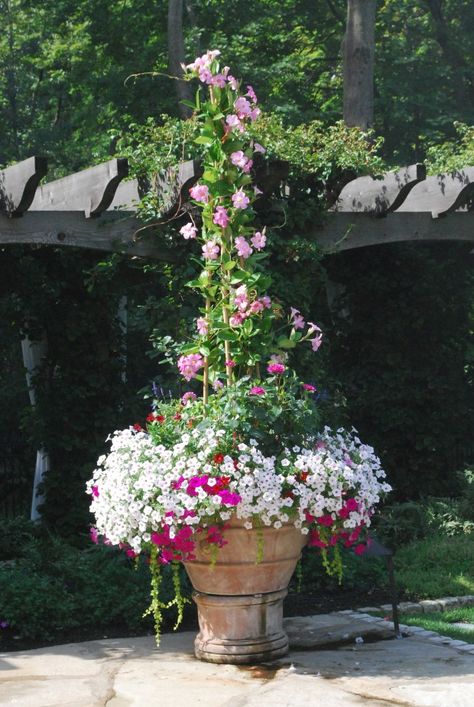 Container Planting, Garden Works, Container Garden Design, Creeping Jenny, Garden Vines, Container Gardening Flowers, Whimsical Wonderland, Garden Containers, Deck Garden