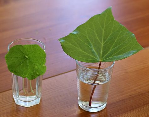 snip off bottom of leaf stems and place in water Fall Science Experiments, Flower Science, Seed Craft, Fall Science, Plant Activities, Colored Water, Science Experiments For Kids, Experiments For Kids, Science Activities For Kids