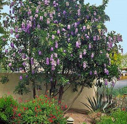 Texas Mountain Laurel, Texas Trees, Laurel Tree, Texas Gardening, Mountain Laurel, Plant Guide, Desert Garden, Sun And Water, Evergreen Shrubs