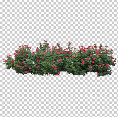 Rose Bushes Landscape, Bushes Png, Tree Clip Art, Tree Photoshop, Roses Png, Trees Png, Attractive Wallpapers, Rose Tree, Landscape Design Drawings