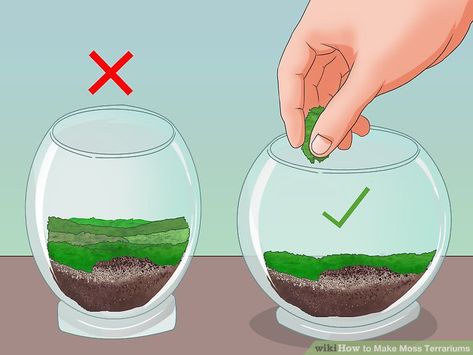 Moss Terrarium Diy, Moss Terrariums, Make A Terrarium, Diy Moss, Growing Moss, Beautiful Terrariums, Moss Plant, Mini Terrarium, Terrarium Ideas