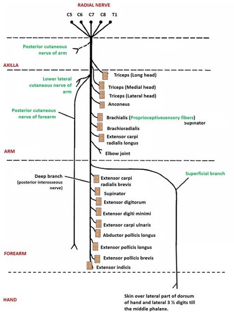 Muscles Of Upper Limb, Blood Vessels Anatomy, Nerve Anatomy, Radial Nerve, Human Muscle Anatomy, Ulnar Nerve, Gross Anatomy, Brain Surgeon, Medicine Notes