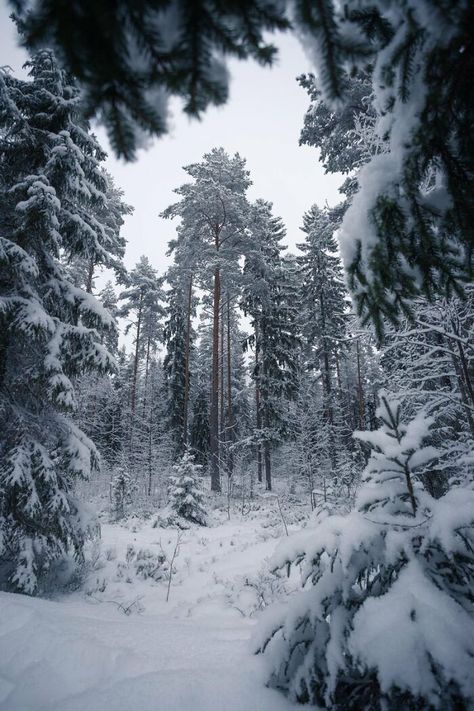 Nature Winter, Snow Forest, Earth Pictures, Snowy Trees, Snowy Forest, Forest Nature, Winter Scenery, Winter Forest, Fantasy Aesthetic