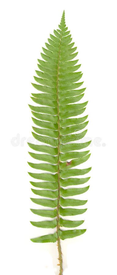 Fern Frond isolated. Isolated green sword fern leaf; crisp, sharp image , #Ad, #Isolated, #green, #isolated, #Fern, #Frond #ad Barn Owl Tattoo, Portland Garden, Fern Tattoo, Fern Frond, Fern Leaf, Leaf Drawing, Easter Flowers, Owl Tattoo, Botanical Watercolor