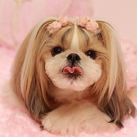 Top 15 Beautiful Shih Tzu Haircuts! | Page 2 of 3 | PetPress Shih Tzu Haircuts Female, Shih Tzu Hair Styles, Puppies Shih Tzu, Shih Tzu Haircuts, Perro Shih Tzu, Chien Shih Tzu, Shih Tzu Grooming, Shitzu Puppies, Shih Poo