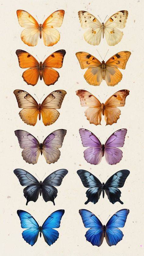 Real Pressed butterfly animal insect isolated element set | premium image by rawpixel.com / Nunny Pressed Butterfly, Real Butterflies, Butterfly Vintage, Butterfly Aesthetic Printable, Real Butterfly, Butterfly Collection, Butterfly Real, Butterflies Aesthetic Printable, Butterfly Aesthetic