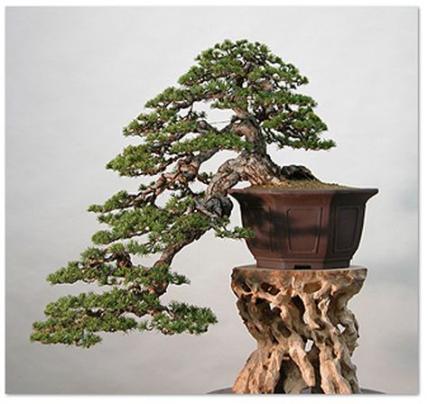 Cascading Bonsai, Cascade Bonsai, Cherry Blossom Bonsai Tree, Garden Bonsai Tree, Bougainvillea Bonsai, Japanese Bonsai Tree, Pre Bonsai, Bonsai Tree Types, Bonsai Techniques