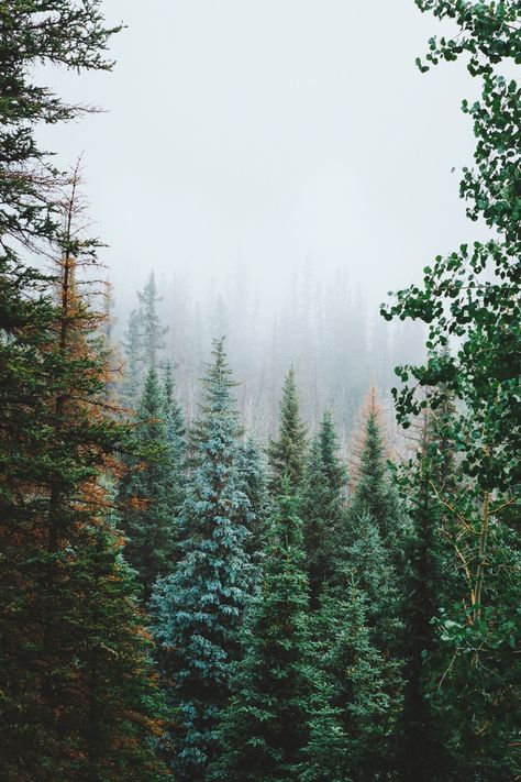 forrestmankins: Misty summer mornings in Colorado. Horse Cantering, Horse Camp, Tree Photography, Tall Trees, In The Forest, Pretty Places, The Forest, Beautiful World, Wonders Of The World