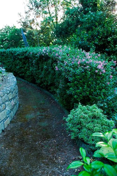 Australian Native Hedge, Hedges Landscaping Australia, Garden Hedges Ideas Australia, Hedging Plants Australia, Flowering Hedges, Flowering Hedge, Hedges Landscaping, Flower Hedge, Australian Gardens