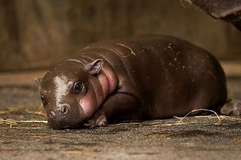 Pygmy Hippopotamus | The Jungle Store: Baby Pygmy Hippo Baby Warthog, Baby Hippopotamus, Pygmy Hippopotamus, Cute Hippo, Miniature Animals, Funny Animal Memes, Hippopotamus, Wild Life, Sweet Animals