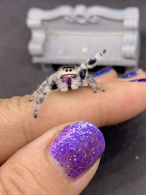 Spider Bites Piercing, Tattoo Spiderman, Nails Spider Web, Spiderman Party Ideas, Pfp Spiderman, Cute Spiders, Spider Photography, Spider Web Drawing, Red And Black Spider