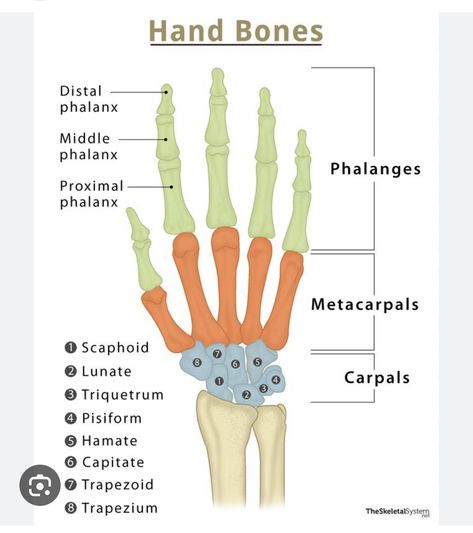 Human Anatomy Notes Aesthetic, Anatomy Notes Aesthetic, Human Anatomy Notes, Hand Bone Anatomy, Radius Bone, Radius And Ulna, Bone Anatomy, Hand Studies, Anatomy Notes