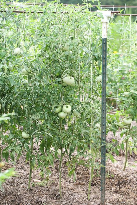 Tomato Garden Trellis, Trellis For Tomatoes, Vegetable Garden Design Diy, Support Tomato Plants, Vegetable Trellis, Raised Gardens, Tomato Trellis, Grafting Plants, Rib Rub