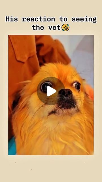 Best Funny Animal Videos, Funny Talking Animal Videos, Funny Dog Videos Hilarious Laughing, Funny Dog Videos Make Me Laugh, Funny Dog Videos Try Not To Laugh, Funny Pets Videos, Dog Videos Funny Hilarious, Funny Dog And Cat Videos, Talking Dog Video