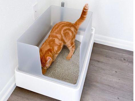 Here Are 5 Reasons Why You Will Love Tuft + Paw's Cove Litter Box Litter Tracking, The Cove, Great Cat, Cat Parenting, Wall Accessories, High Walls, Large Cats, Happy Cat, Litter Box