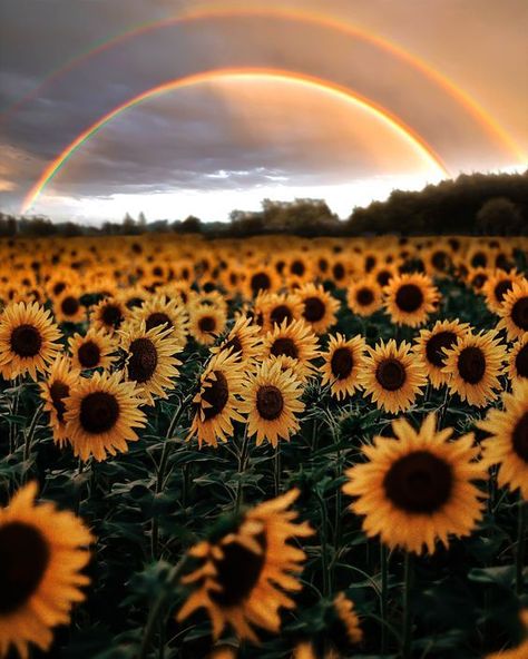 Pictures Of Sunflowers, Fairies Aesthetic, Field Wallpaper, Sunflowers Background, Sunflowers And Daisies, Beautiful Night Images, Sunflower Pictures, Sunflower Garden, Sunflower Wallpaper