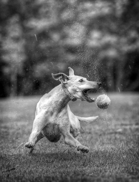 Hot Dog Photography, Frozen Motion Photography, Stop Motion Photography, Rural Photography, Movement Photography, Shutter Speed Photography, Animal Movement, Photo Action, Fast Shutter Speed