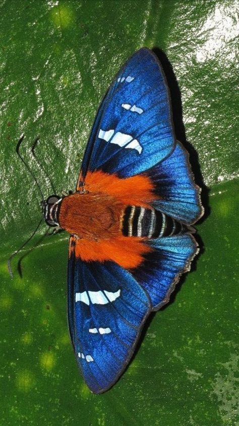 Beautiful Moths, Glasswing Butterfly, Colorful Moths, Cool Insects, Beautiful Butterfly Pictures, Beautiful Butterfly Photography, Insect Photography, Butterfly Species, Moth Caterpillar