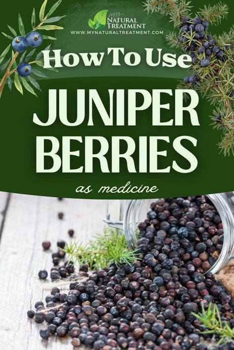 How to Use Juniper Berries as Medicine #juniper #juniperberry #juniperberries #juniperuses #juniperremedy #juniperbenefits #junipercures #juniperremedies What To Do With Juniper Berries, Juniper Berries Benefits, Juniper Berries Recipes, Juniper Berry Benefits, Juniper Berry Recipes, Herb Preservation, Herbal Monographs, Medicinal Trees, Edible Herbs