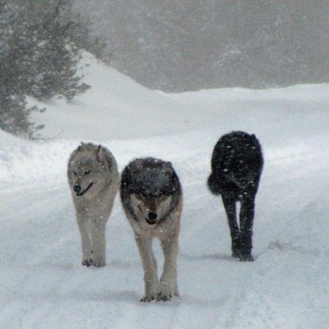 Photo from U.S. Interior's instagram account: "You never know what might be around the next bend in the road. Really cool shot of three wolves in Yellowstone National Park. Photo: Kristi Daling" Wolf Love, Howl At The Moon, She Wolf, Wild Wolf, Wolf Pictures, Wolf Spirit, Beautiful Wolves, Grey Wolf, Bad Wolf