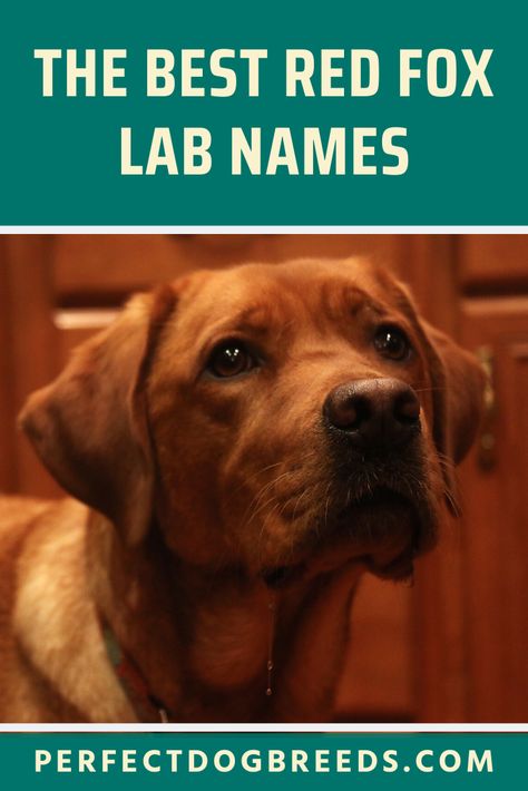 Labs make one of the greatest canine companions because of their loyal and gentle nature. It also helps that they’re super cute too! Read our breed guide for some inspiration on coming up with the best Red Fox Lab names.  #redfoxlab #redfoxlabnames #foxredlabrador Red Fox Lab, Fox Red Labrador Puppy, Red Lab Puppies, Labrador Names, Fox Red Lab, Fox Red Labrador, Red Labrador, Red Lab, Positive Traits