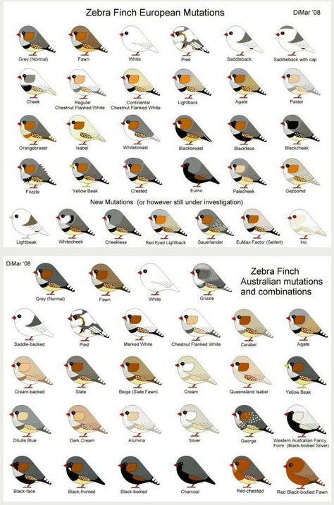 Zebra Finch Mutations, Zebra Finches, Names Of Birds, African Lovebirds, Love Birds Pet, Animals Name In English, Pigeon Pictures, Bird Breeds, Pet Bird Cage