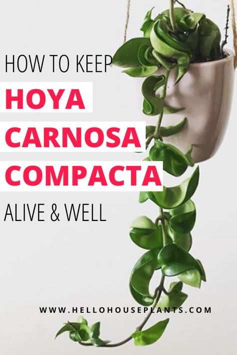 Carnosa Hoya, Hindu Rope Hoya, Hoya Rope Plant, Hoya Compacta Care, Hindu Rope Plant Care, Hoya Hindu Rope Plant, Hoya Rope Plant Care, Hoya Carnosa Care, Hoya Carnosa Compacta