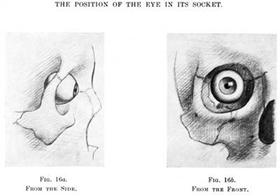 Eye position in the eye socket Eye Socket Anatomy, Eye Socket Drawing, Sculpting Eyes, Face Studies, Eye Reference, Draw Eye, Eye Study, Eye Socket, Art Anatomy