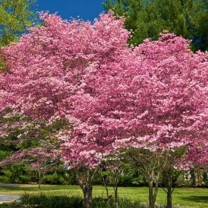 Pink Flowering Dogwood Tree Pink Dogwood Tree, Chinese Wisteria, Flowering Dogwood, Pink Flowering Trees, Dogwood Blooms, Dogwood Tree, Shades Of Maroon, Wisteria Tree, Pink Dogwood