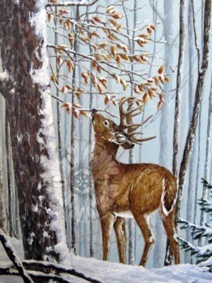 White Tailed Deer, Animal Paintings Acrylic, Deer Artwork, Deer Drawing, Deer Pictures, Deer Painting, Deer Art, Wildlife Paintings, A Deer