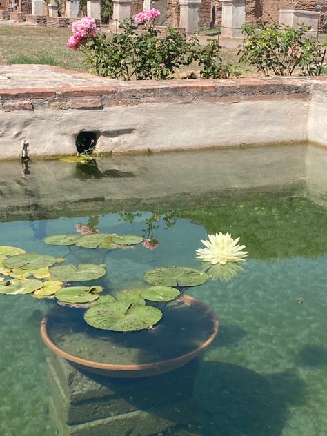 Lily Pond Garden, Pond Lily Pads, Green Pond Aesthetic, Lily Pads Aesthetic, Water Lily Aesthetic, Water Lily Fairy, Pads Aesthetic, Lily Pad Pond, Fairy Pond