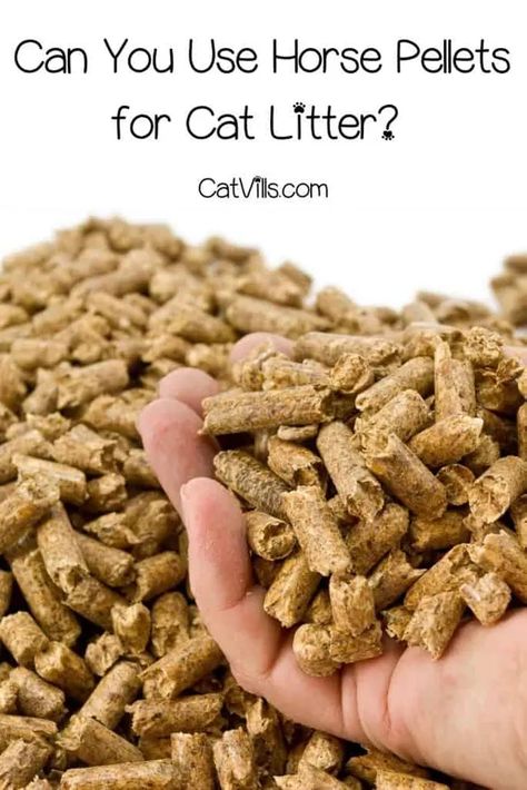 Pine Cat Litter, Cat Liter, Natural Cat Litter, Pretty Litter, Horse Bedding, Best Cat Litter, Wood Pellet, Types Of Cats, Healthy Cat